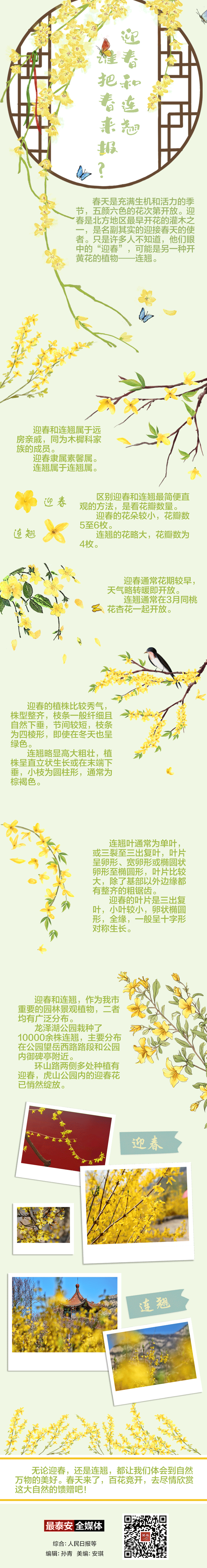 迎春.gif