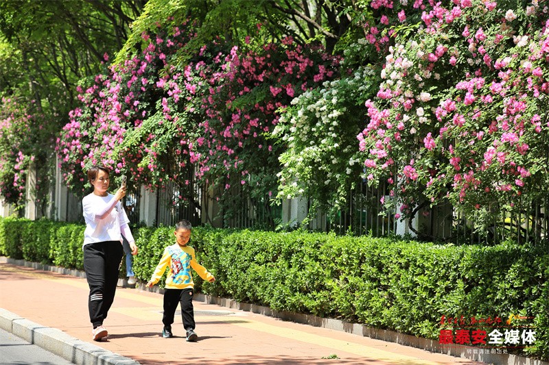 【品古詩·賞繁花⑩薔薇篇】暮春淺夏 薔薇(3061848)-20240430191104.jpg