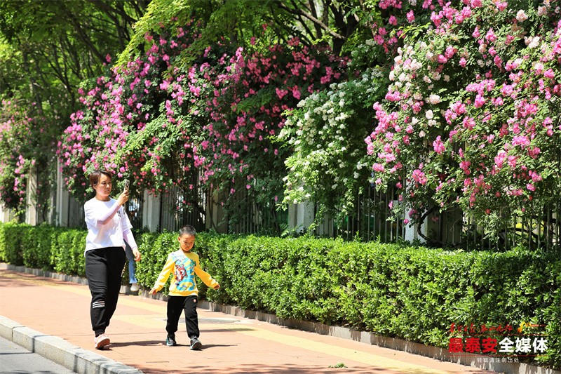 【品古诗·赏繁花⑩蔷薇篇】暮春浅夏 蔷薇(3061848)-20240430191104.jpg