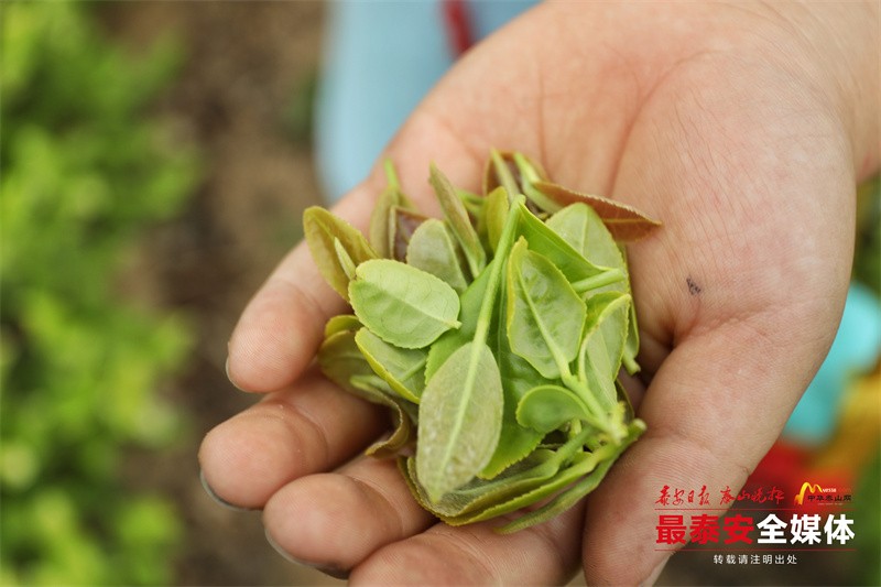 泰山區(qū)“農(nóng)耕文化進(jìn)校園”系列活動啟動_茶(3100184)-20240529175643.jpg