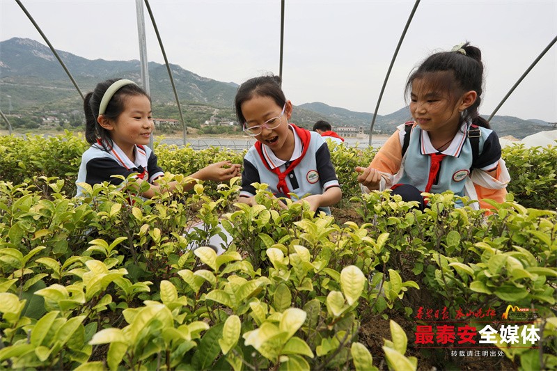 泰山區(qū)“農(nóng)耕文化進(jìn)校園”系列活動啟動_茶(3100182)-20240529175639.jpg