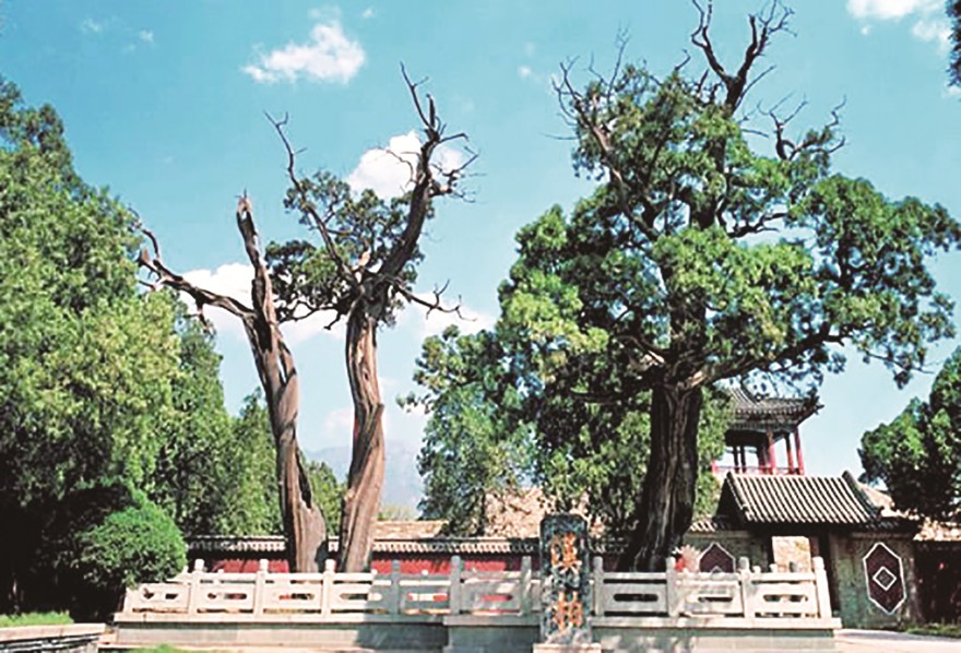 圖14：2006年拍攝漢柏院局部，兩株漢柏已加石護欄，北側有垂花門和院墻，與漢柏亭隔開。泰安市博物館提供。.jpg