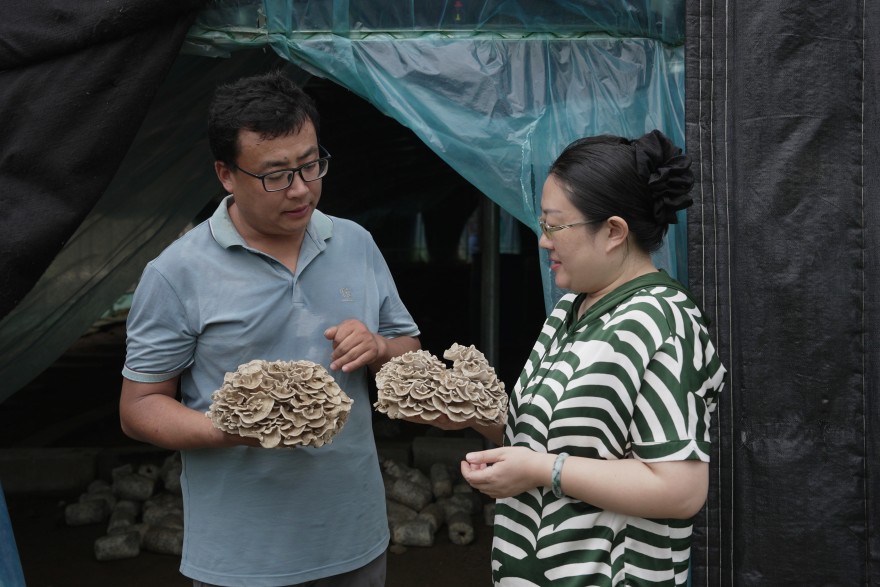 3呂西振（左）與孔怡（右）對今年新試種的泰山天花品種進行討論。攝影 蔣亮亮.JPG